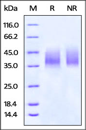 Biotinylated Human B7-H5 on SDS-PAGE under reducing (R) and no-reducing (NR) conditions. The gel was stained overnight with Coomassie Blue. The purity of the protein is greater than 95%.